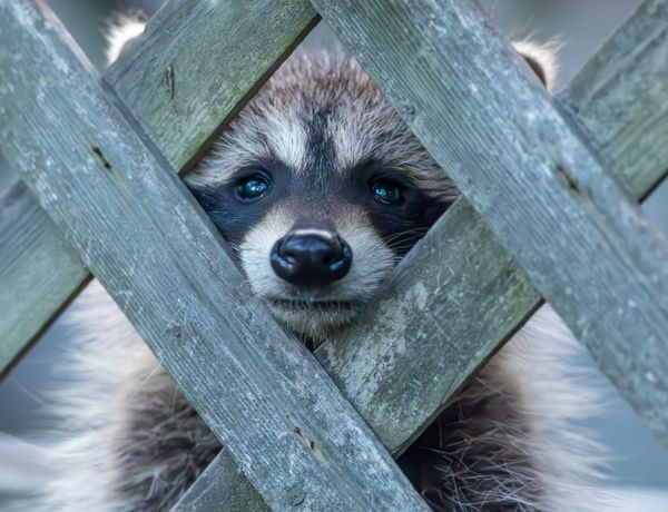 A raccoon peering through a wooden fence, displaying its curious nature in a close-up outdoor shot.