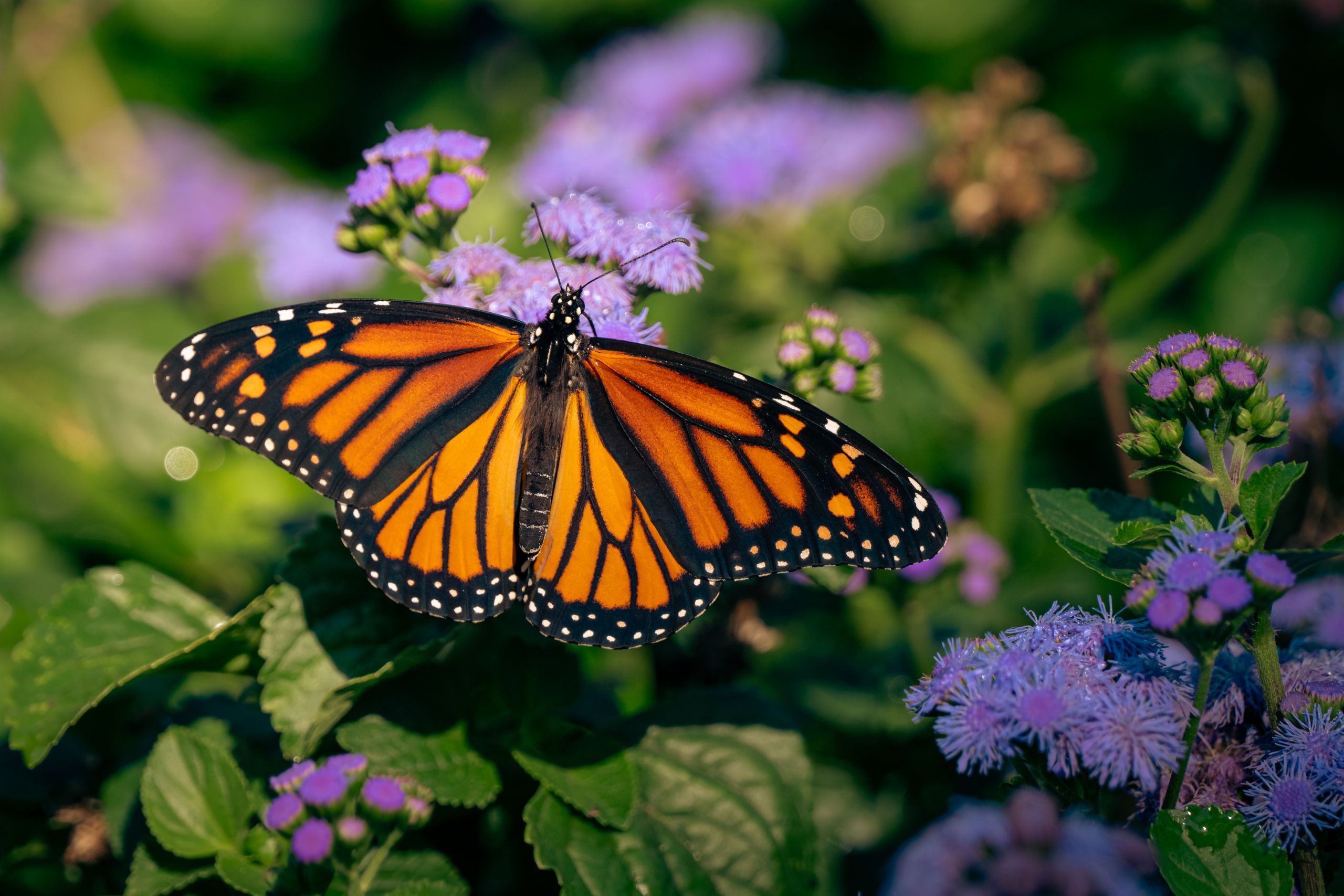 Monarch butterfly resting on purple flowers