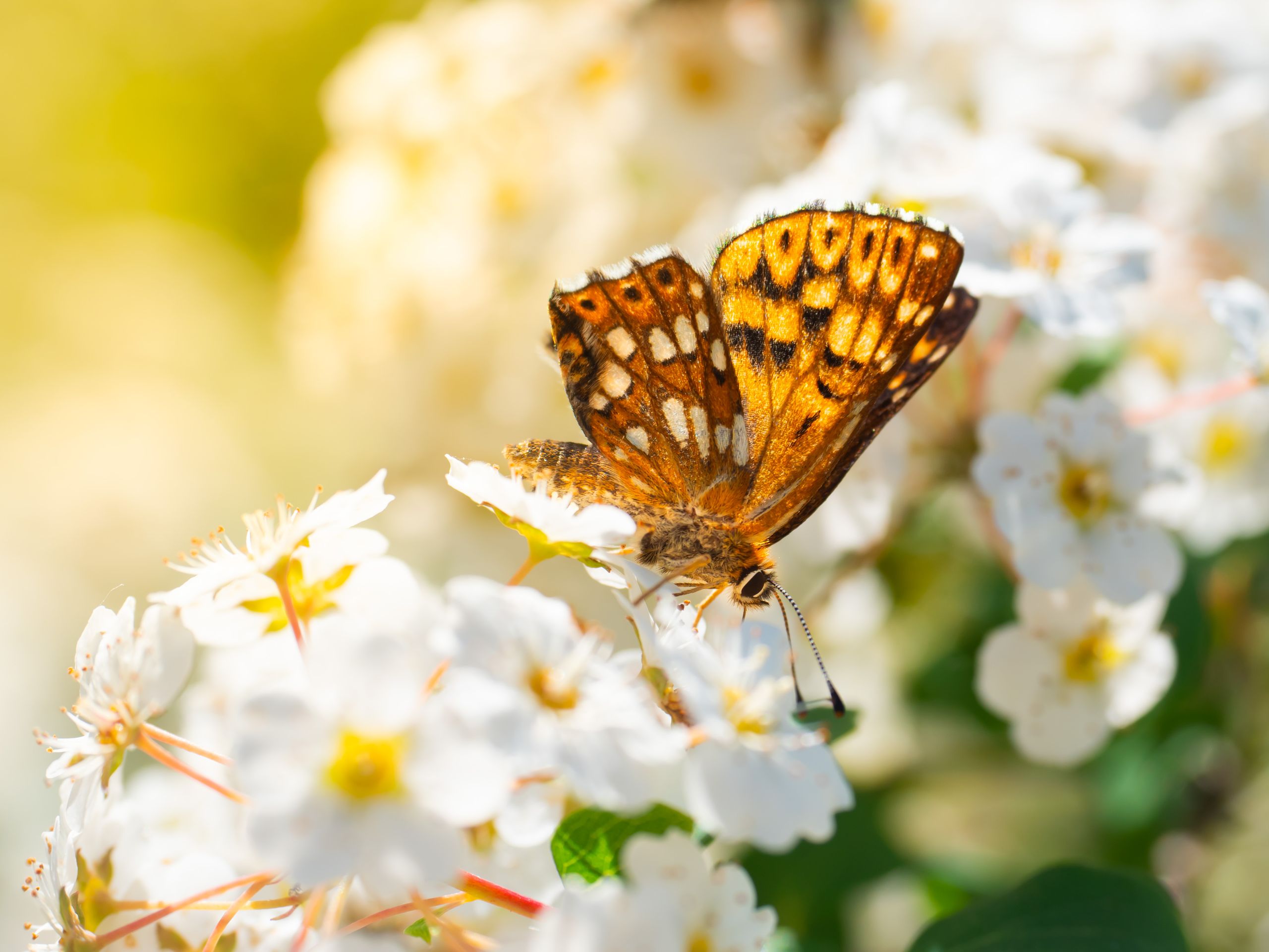 Butterfly resting on white flowers in sunlight