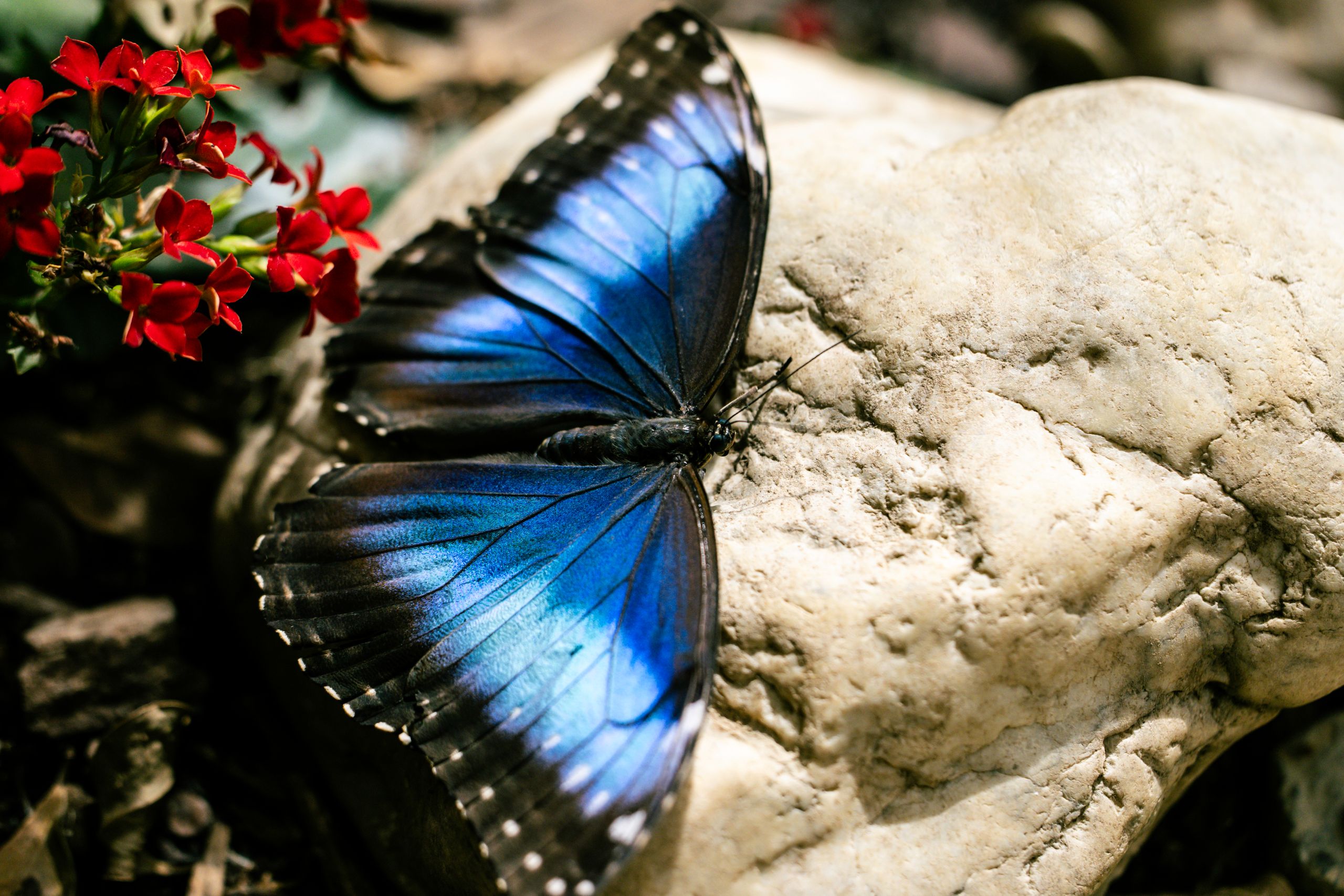 Butterfly resting on purple flowers