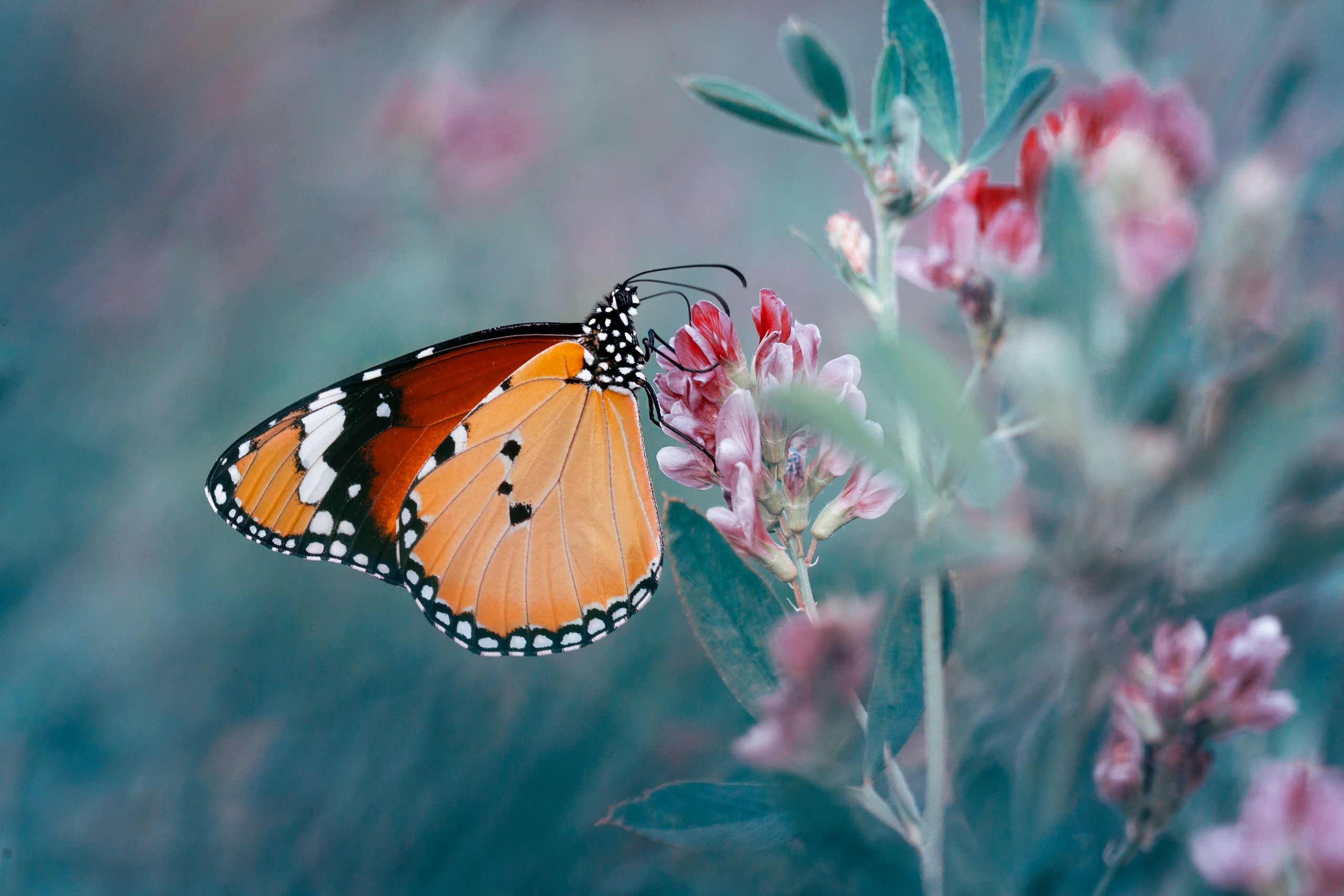 Butterfly resting on purple flowers