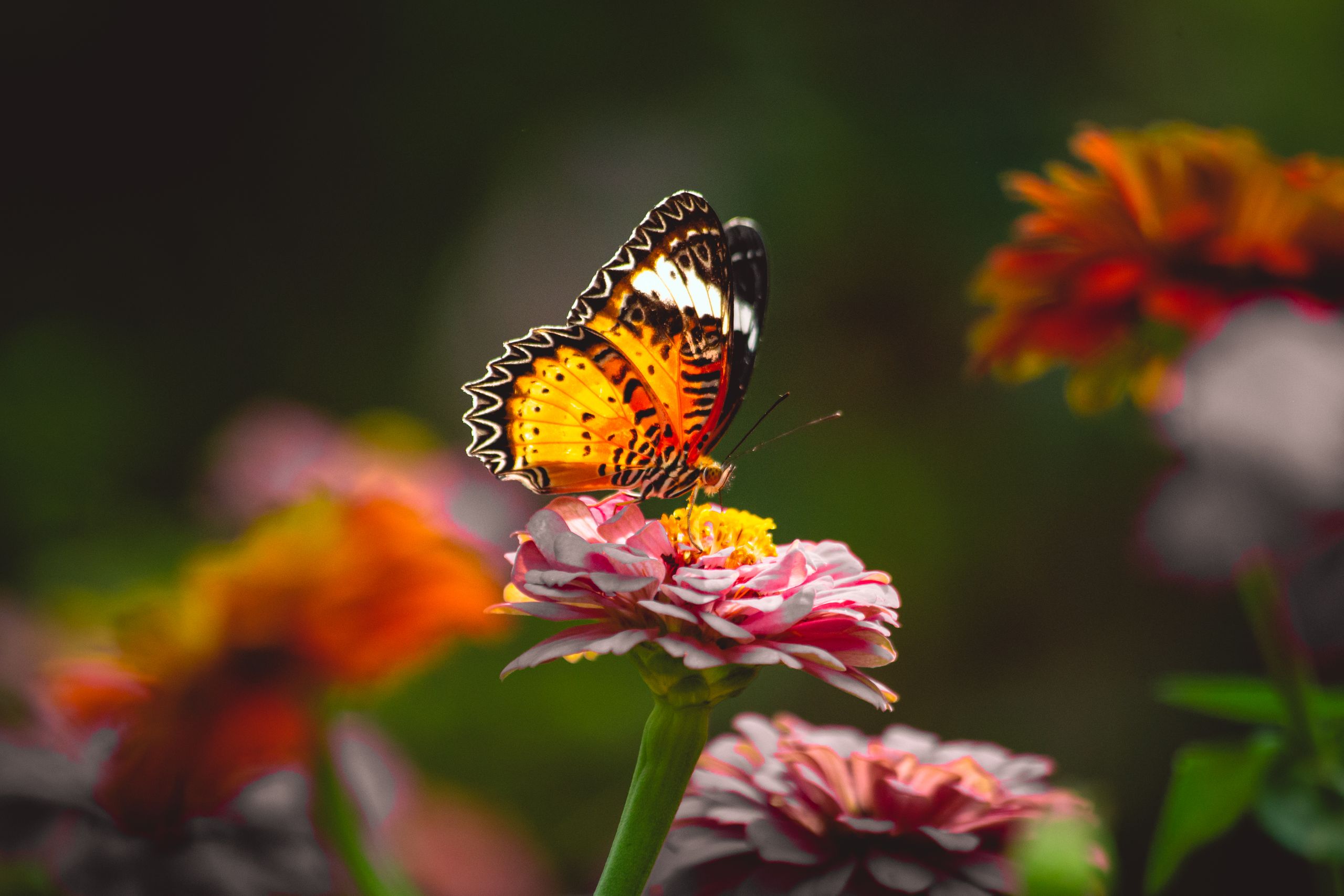 Butterfly resting on white flowers