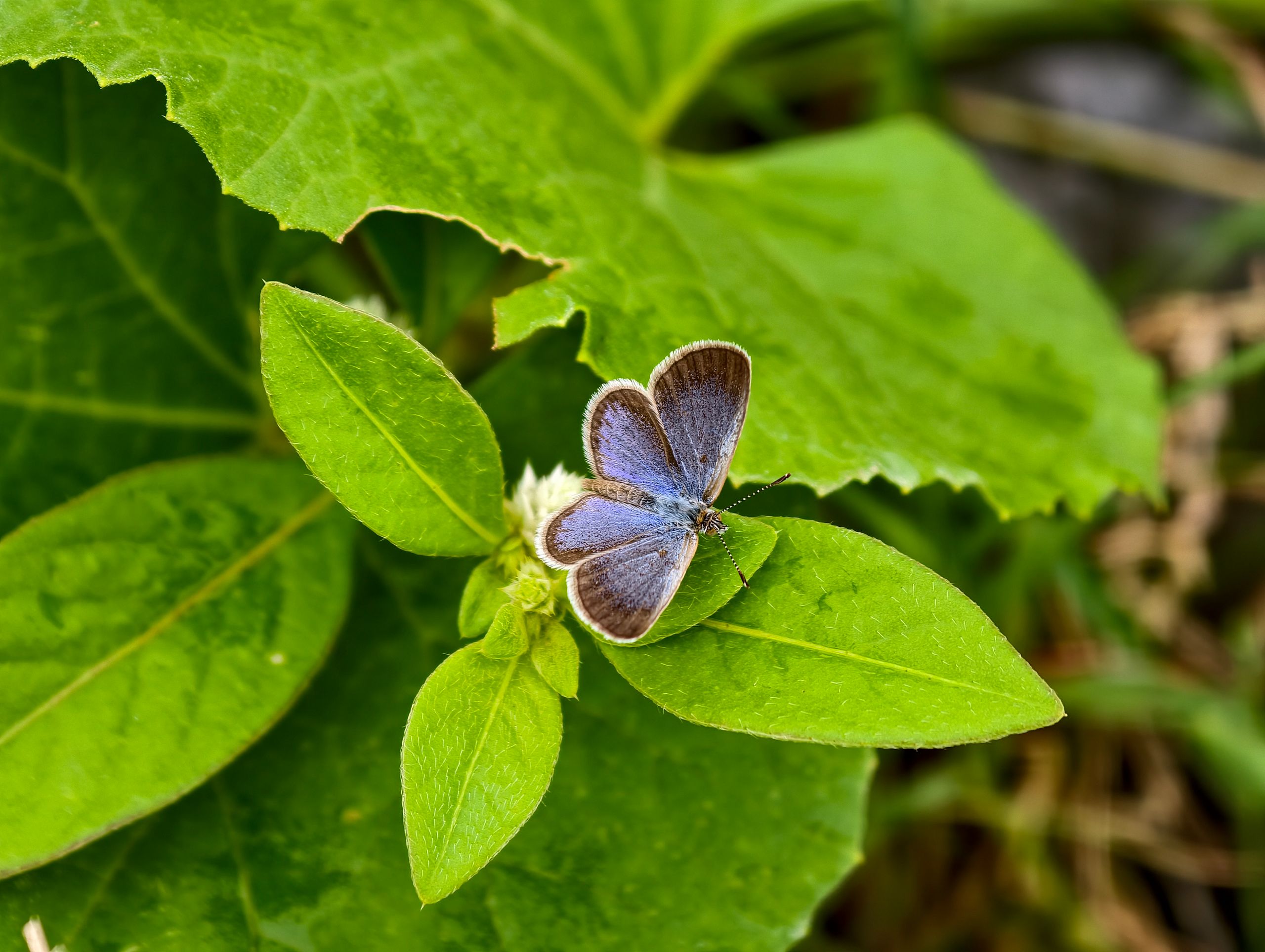 A blue butterfly among green leaves