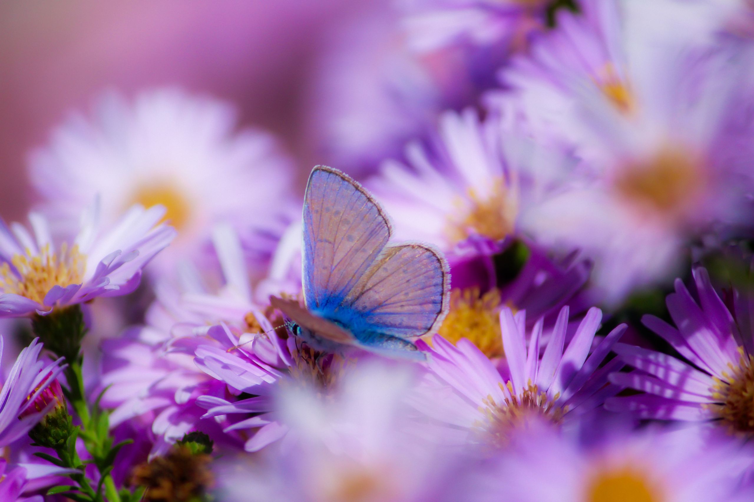 Butterfly resting on white flowers